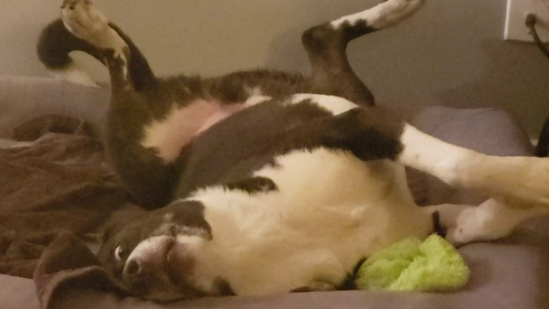 Contorted Excitement